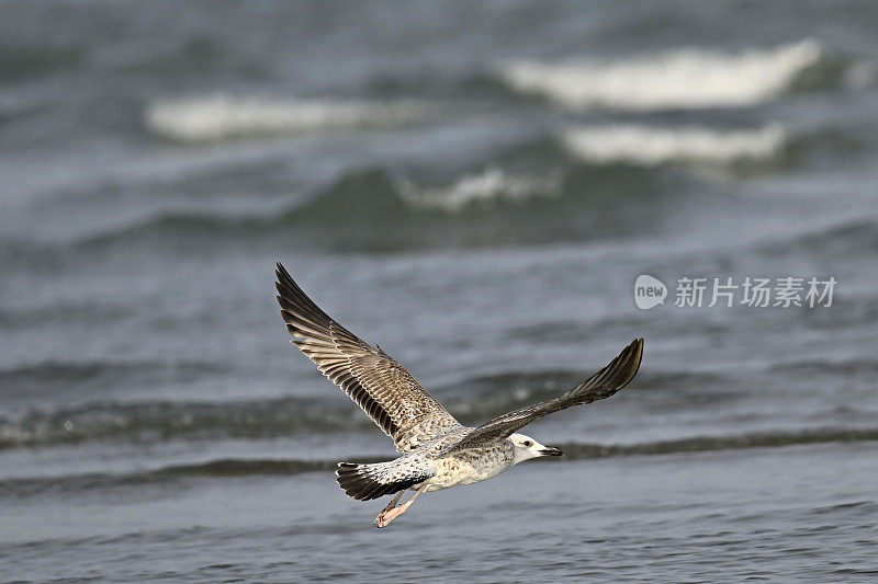 海鸠(学名:Larus cachinans)